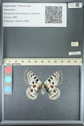 Media type: image;   Entomology 184679